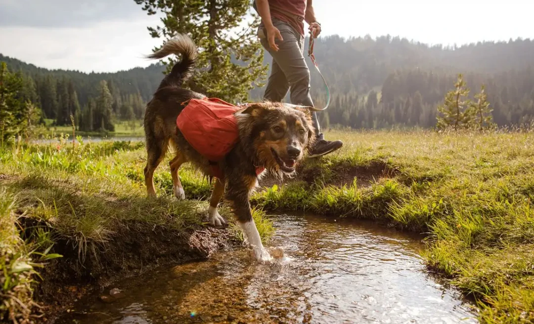 Pets Ruffwear Front Range Day Pack 5 Pets Ruffwear Front Range Day Pack